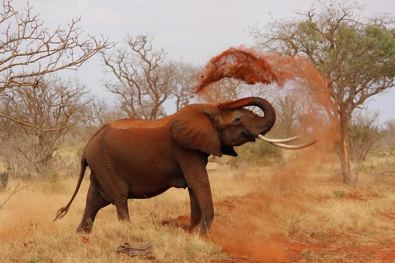 Elephant Safari